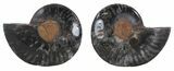Split Black/Orange Ammonite Pair - Unusual Coloration #55562-1